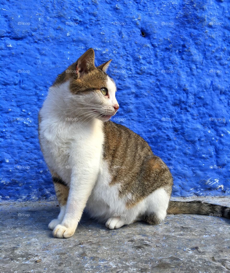 Cat, Cute, Animal, Kitten, Pet