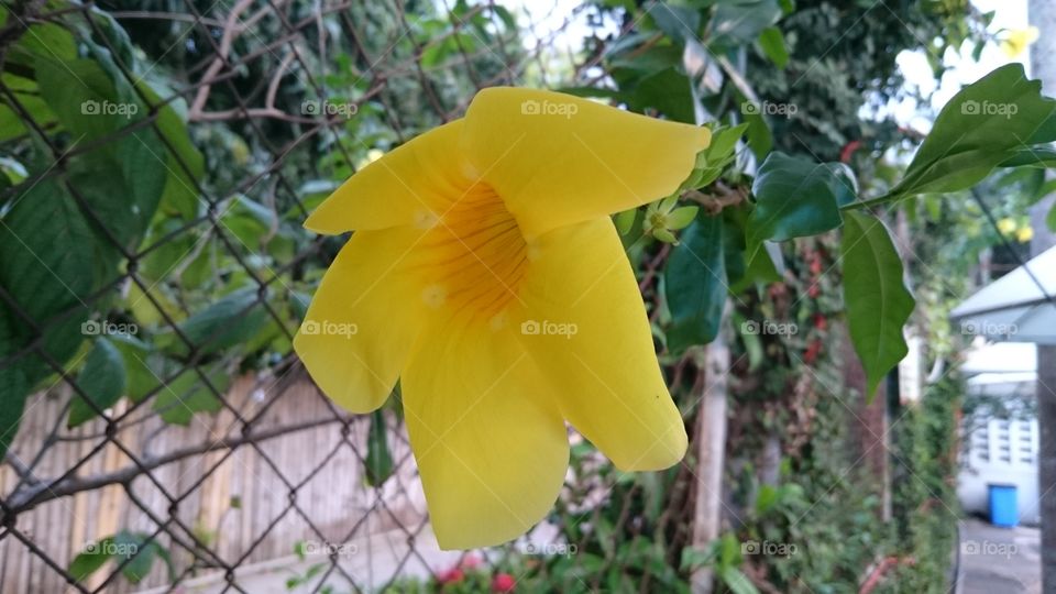 Flower of yellow