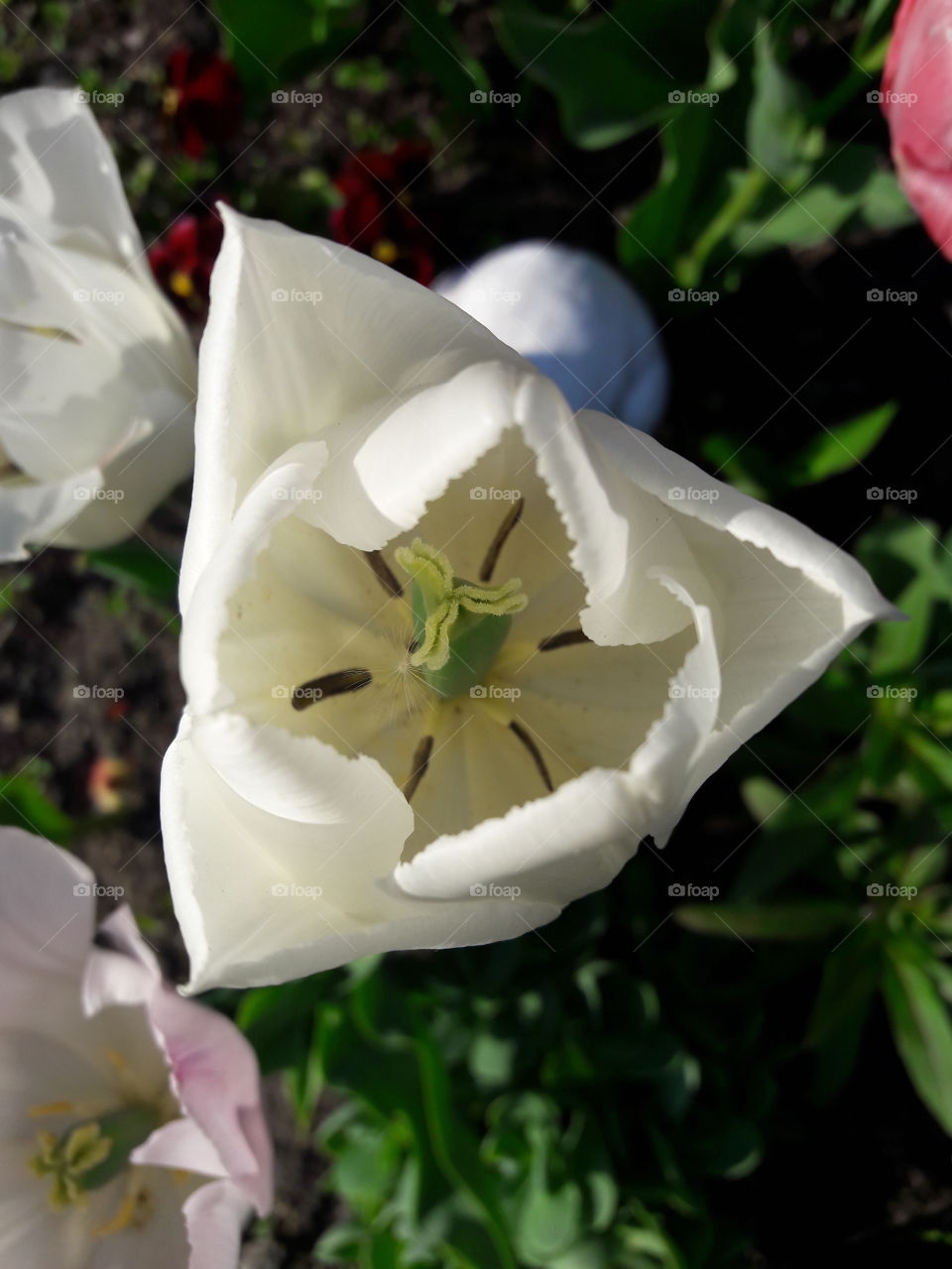 white tulip closeup