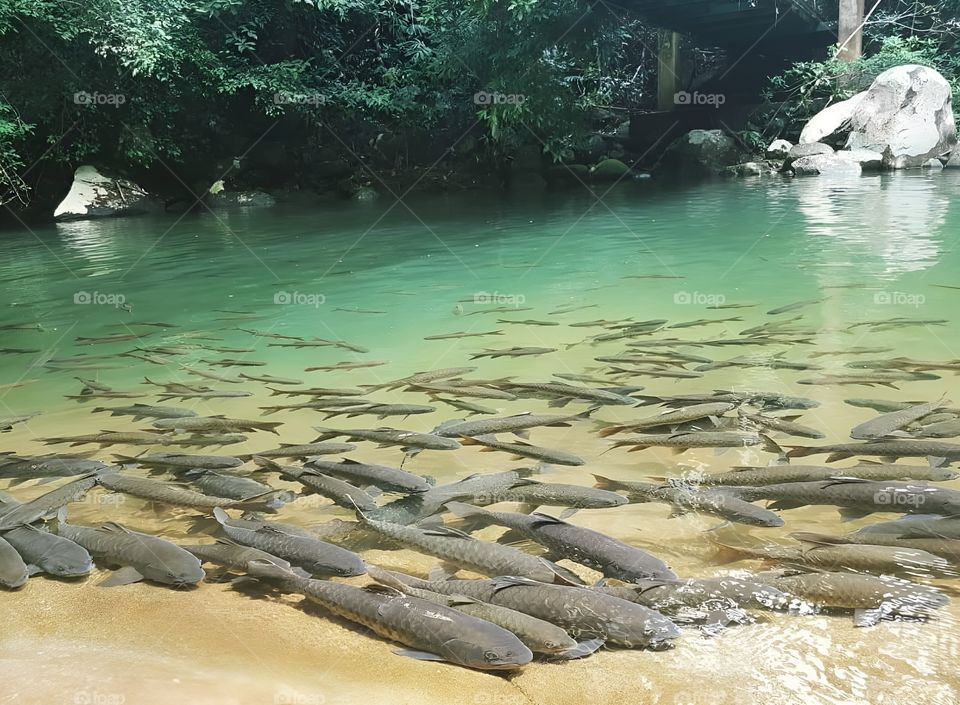 A group of fish in a natural lake