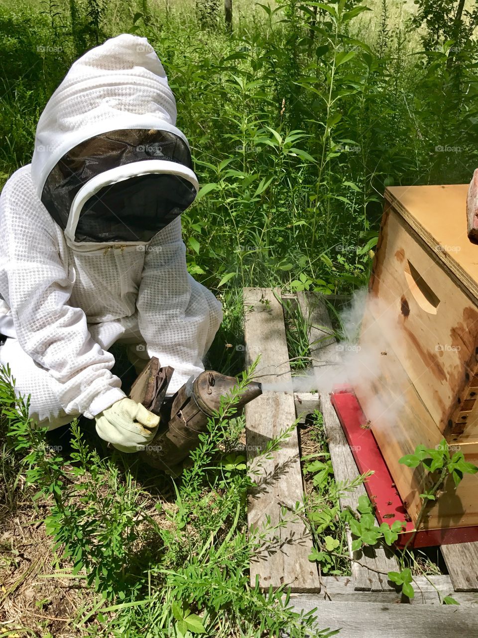 Caring for Rescued Honeybees