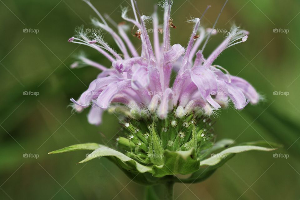 Wildflowers on a summer day