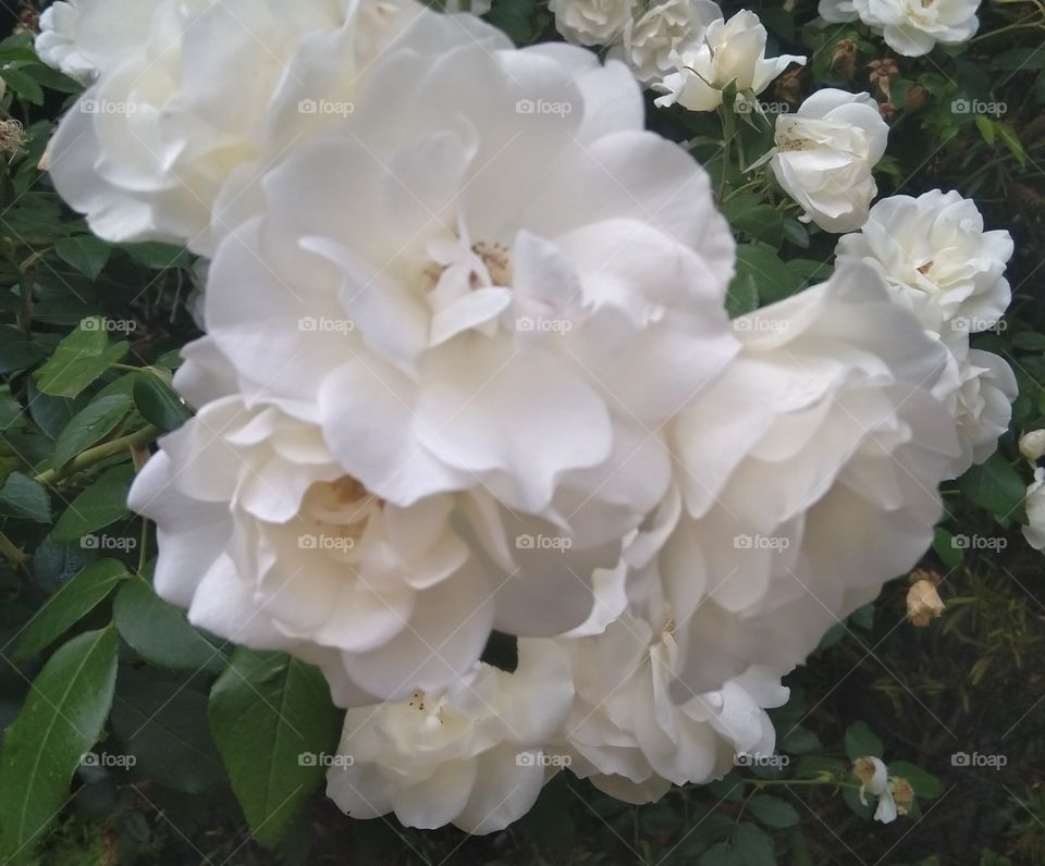 A rose as white as snow - "what can wash away my sin, nothing but the blood of Jesus, what can make me whole again, nothing blood of Jesus. Oh precious is the flow, that makes me white as snow, no other fount I know, nothing but the blood of Jesus."