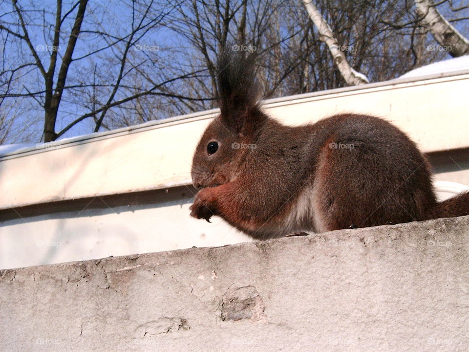 Red Squirrel 