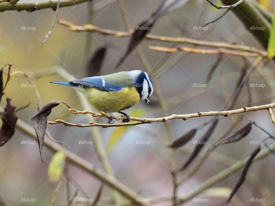 Blue tit