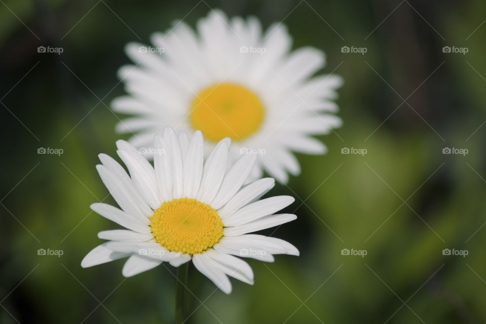 Pretty daisies 