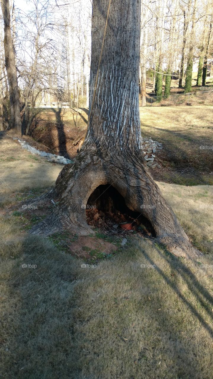 Tree, Nature, Wood, No Person, Outdoors