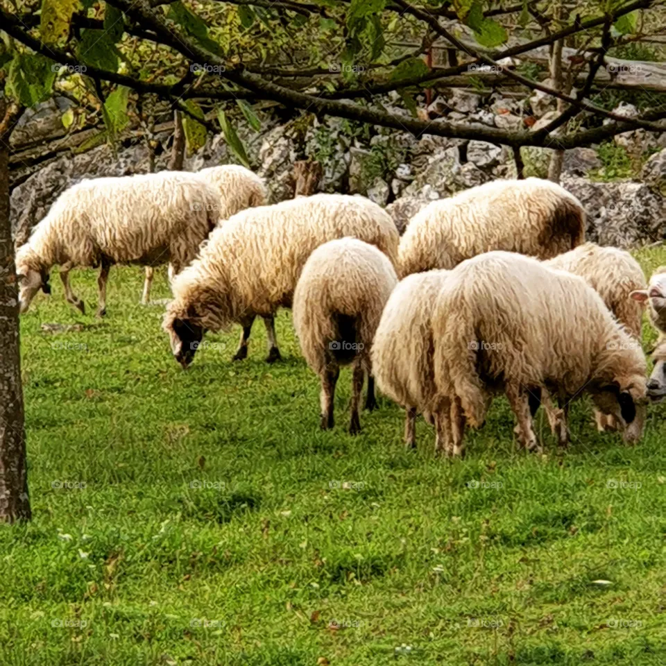 sheeps