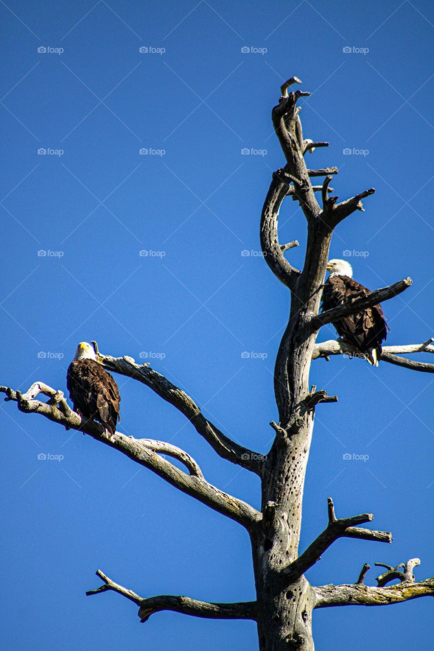 Two bald eagles sitting up high in a tree in southern Oregon on a hot summer day 