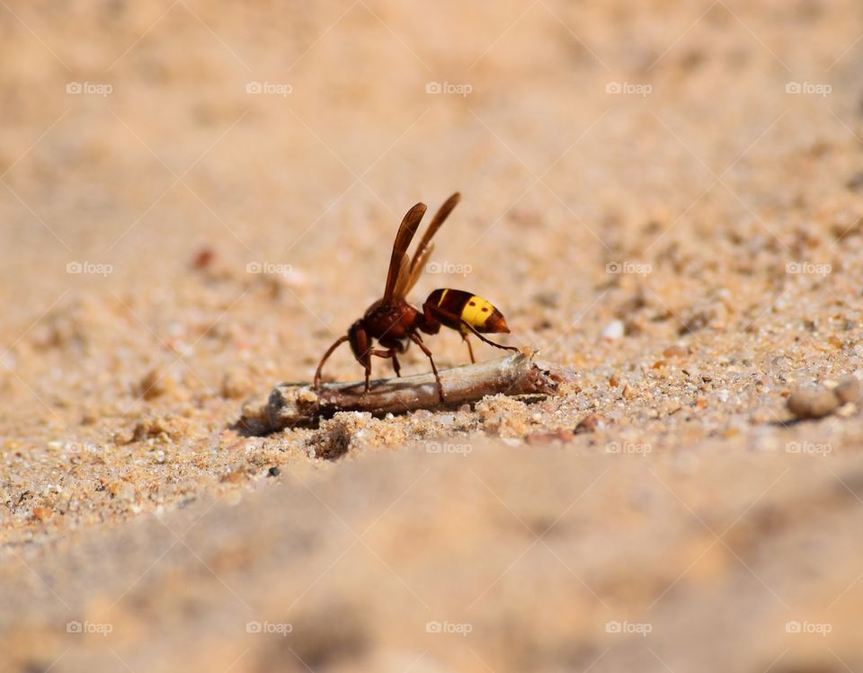 Captured this bee on action