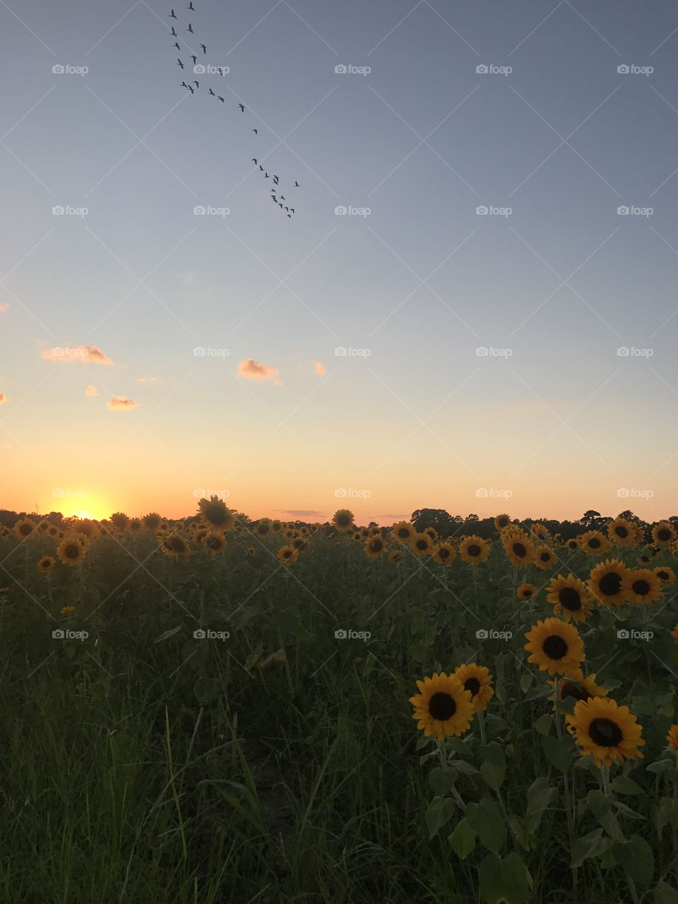 Sunset behind field of sunflowers.