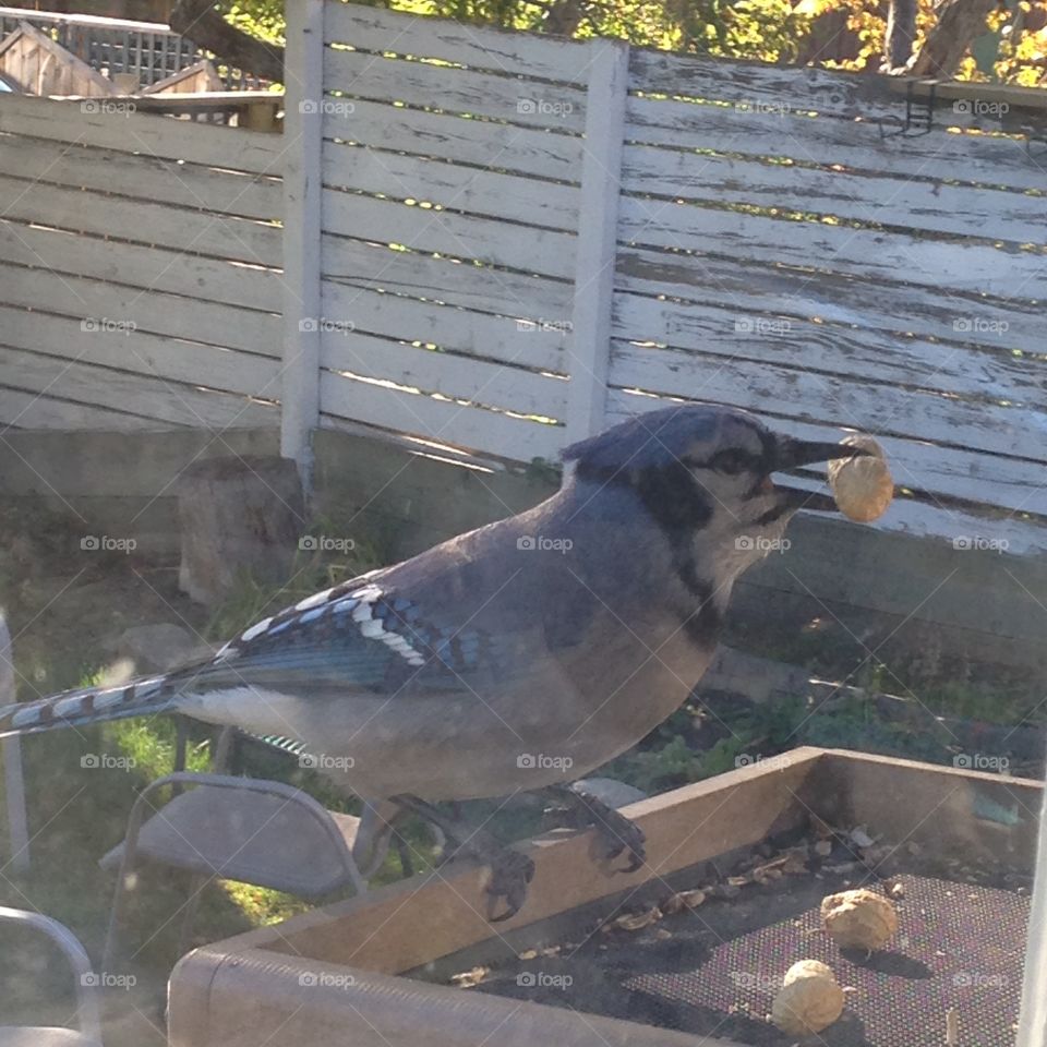 Blue jay in feeder