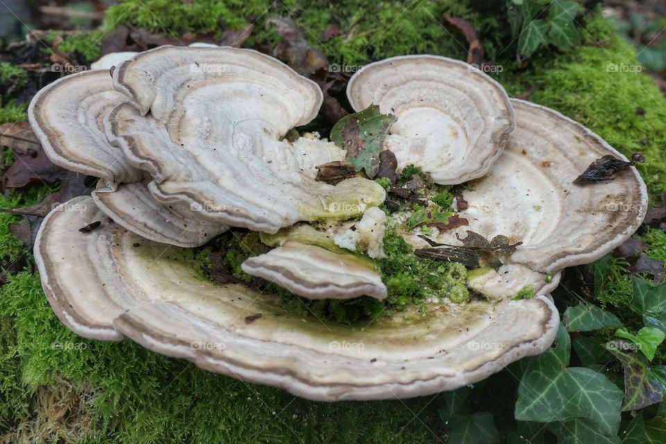 White flat mushroom in a forest