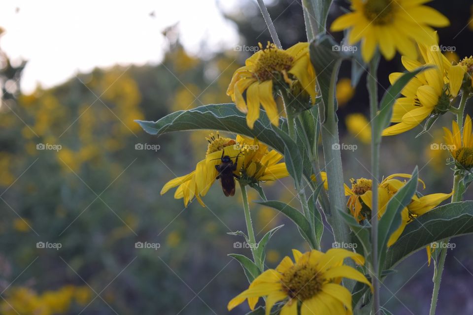 Bee on sunflower