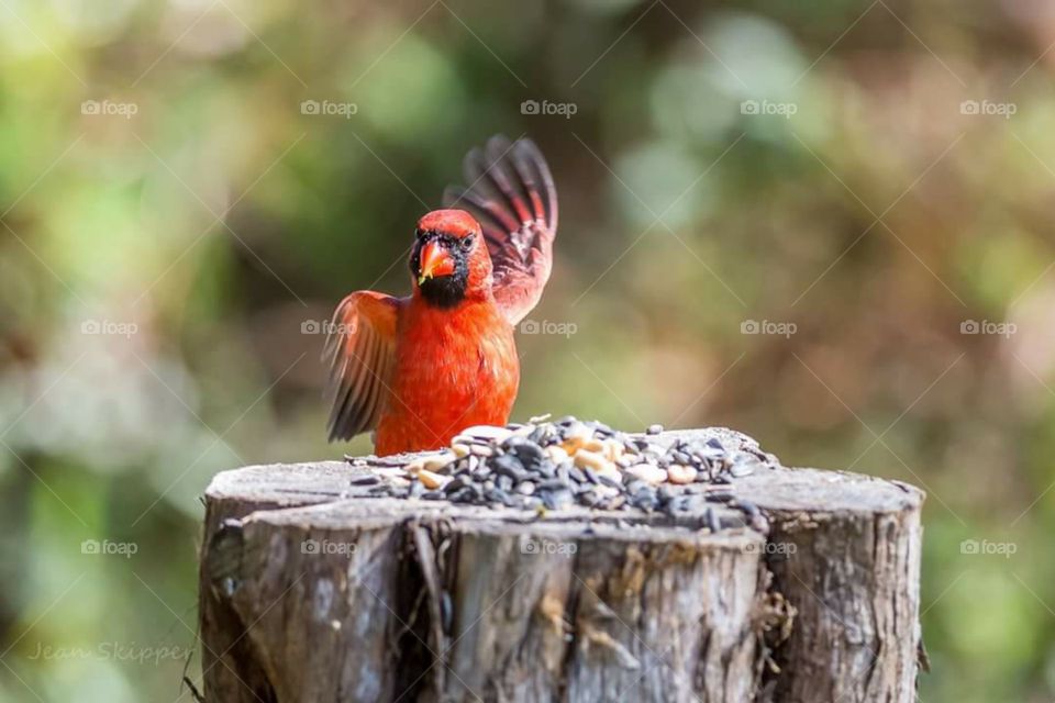 Karate Cardinal. Male Cardinal bird