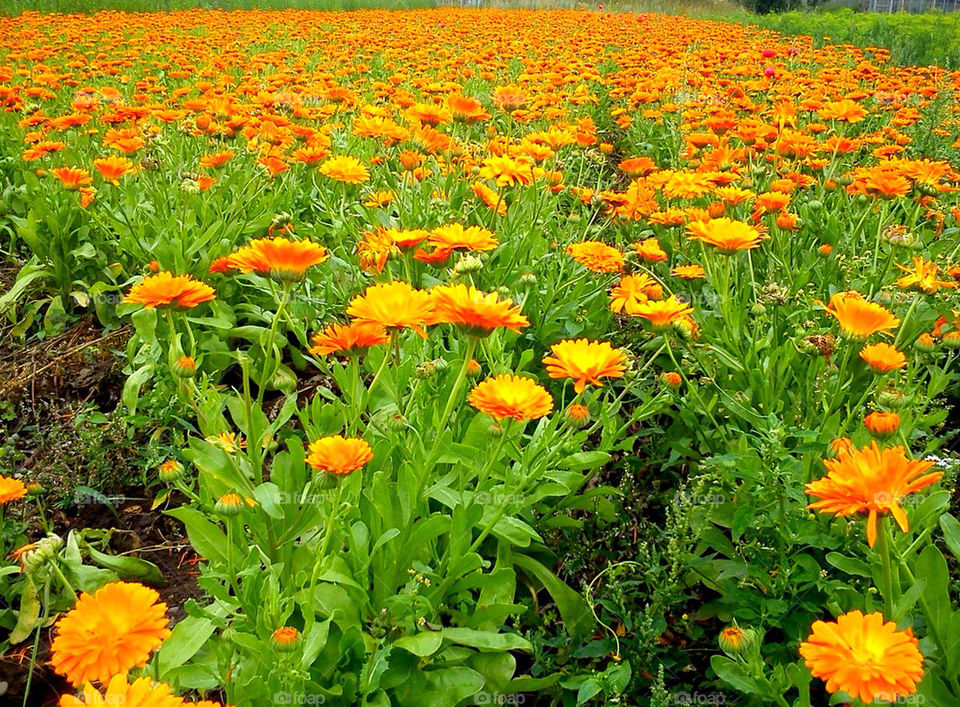 flowers summer orange by heartmate