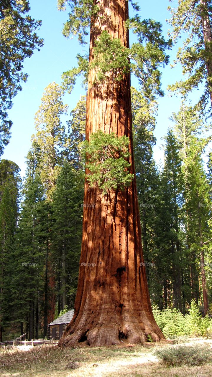 Sequoia National park