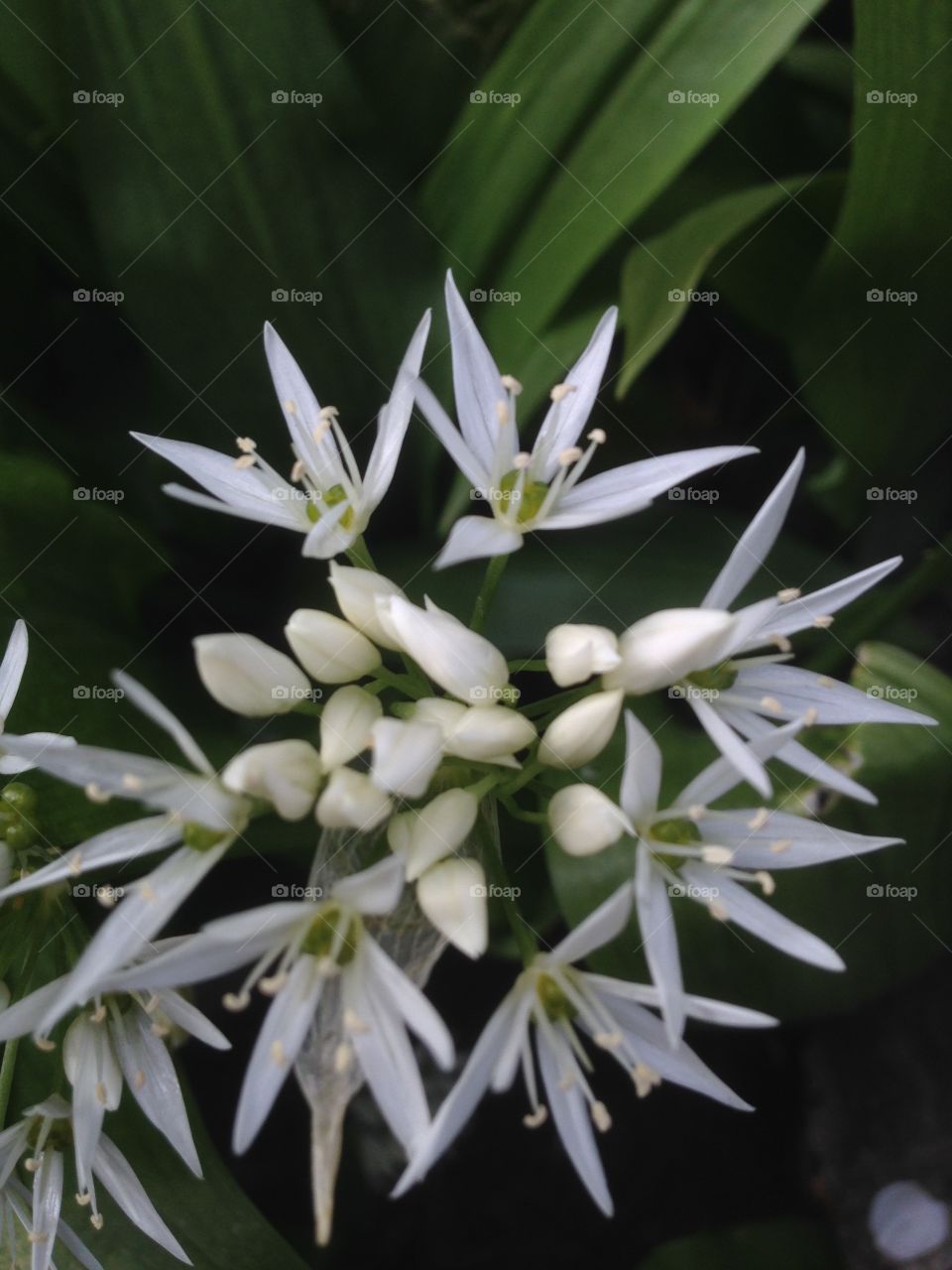 Garlic flower