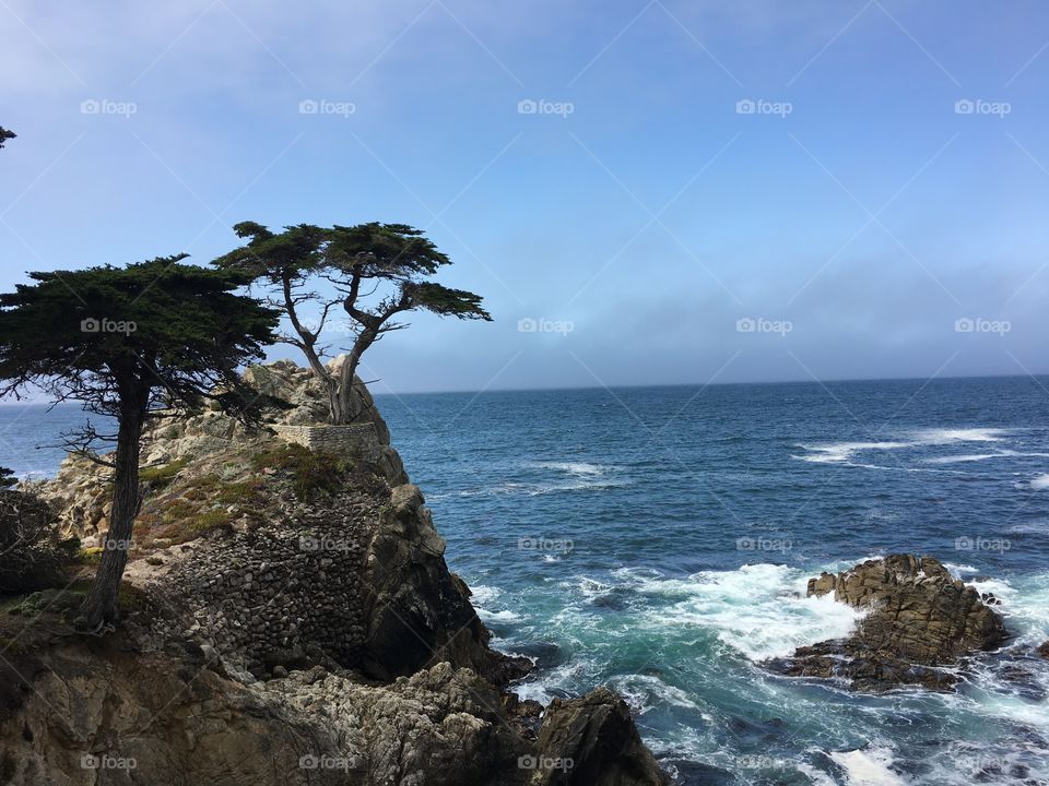 The Lone Cypress - 250 year old Monterey cypress tree in Pebble Beach, California 