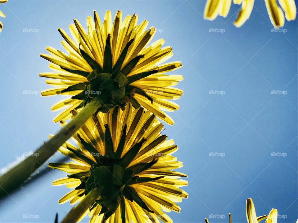 Underneath the Dandelion