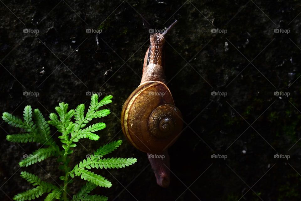 A garden snail and tiny green plant against dark background