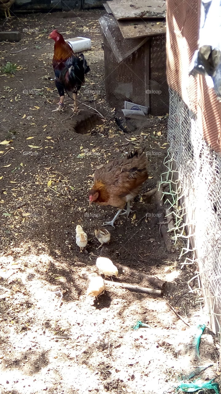 Chicken and Chicks