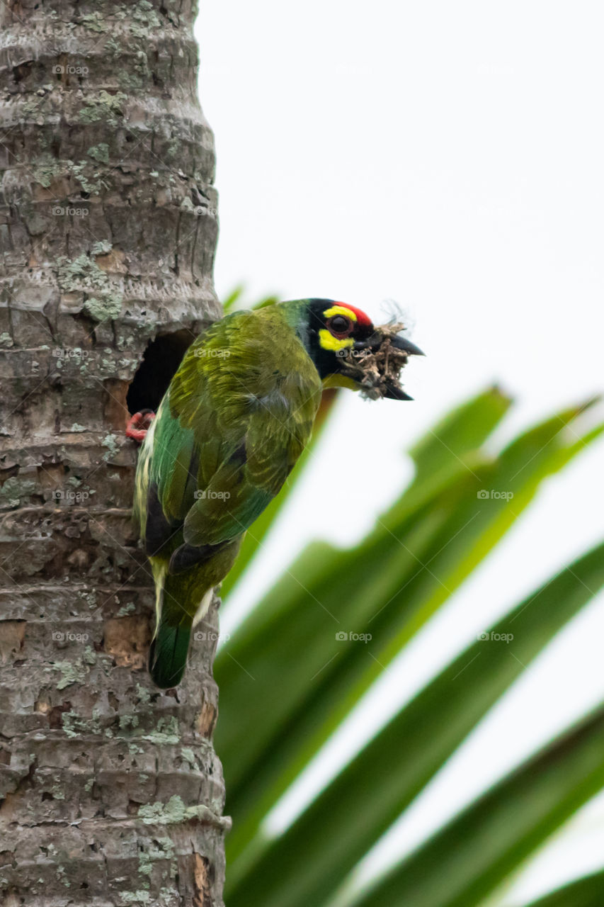 The blue throated barbet is busy to make its new home to stay