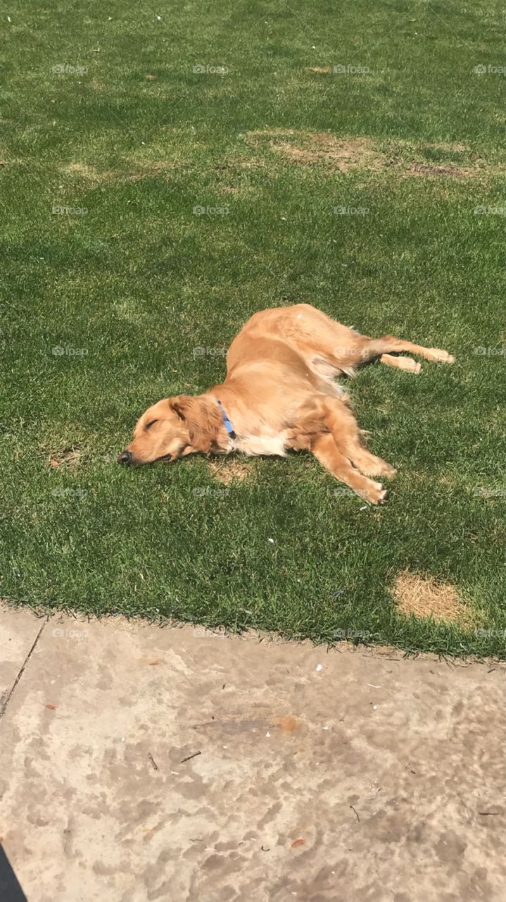 My heat loving, sun soaking golden retriever taking a mid day nap outside. 