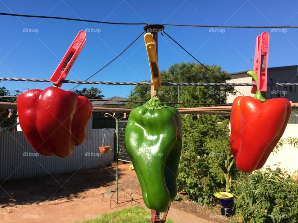 Green red capsicums sweet bell peppers hanging on a clothesline just because!