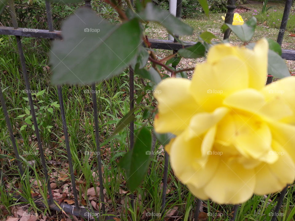 yellow rose  of Texas.