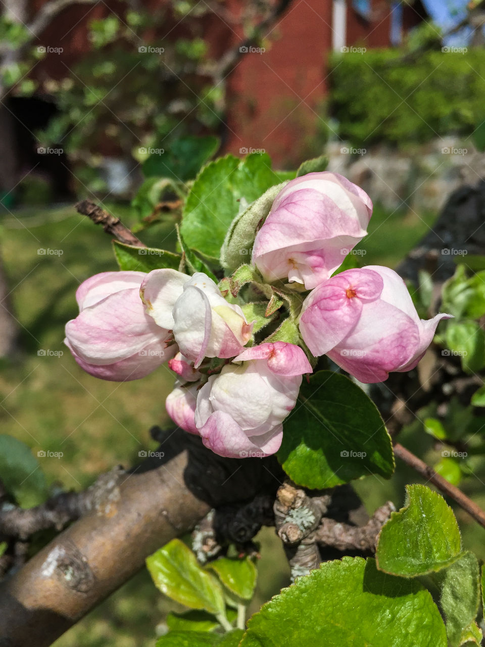 Apple tree branch with light pink flower buds and green leaves in foreground in a Swedish garden in spring.