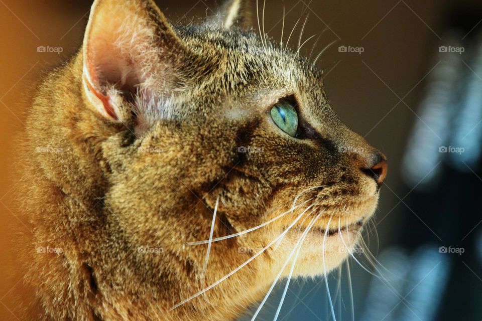 Portrait of a tabby cat with green eyes looking away