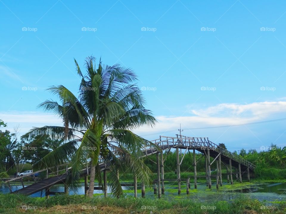 Coconut tree and Wood bridge
