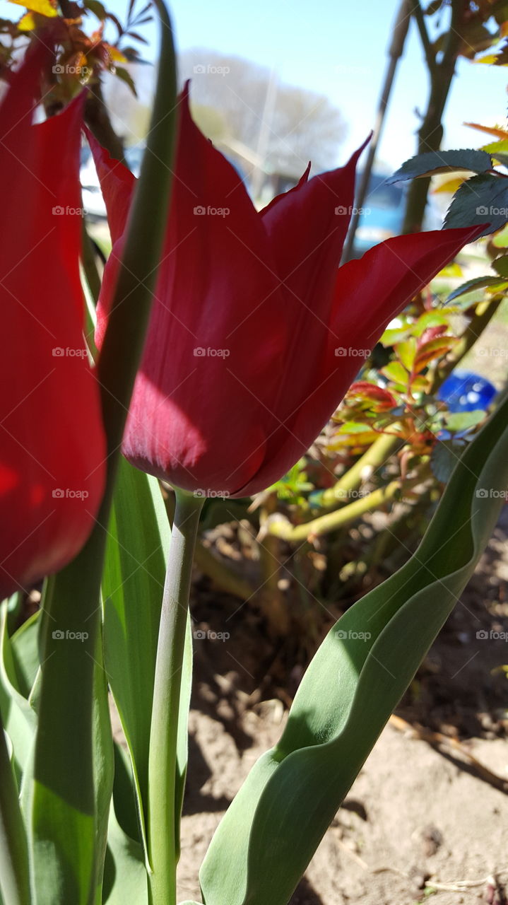Tulips in a garden