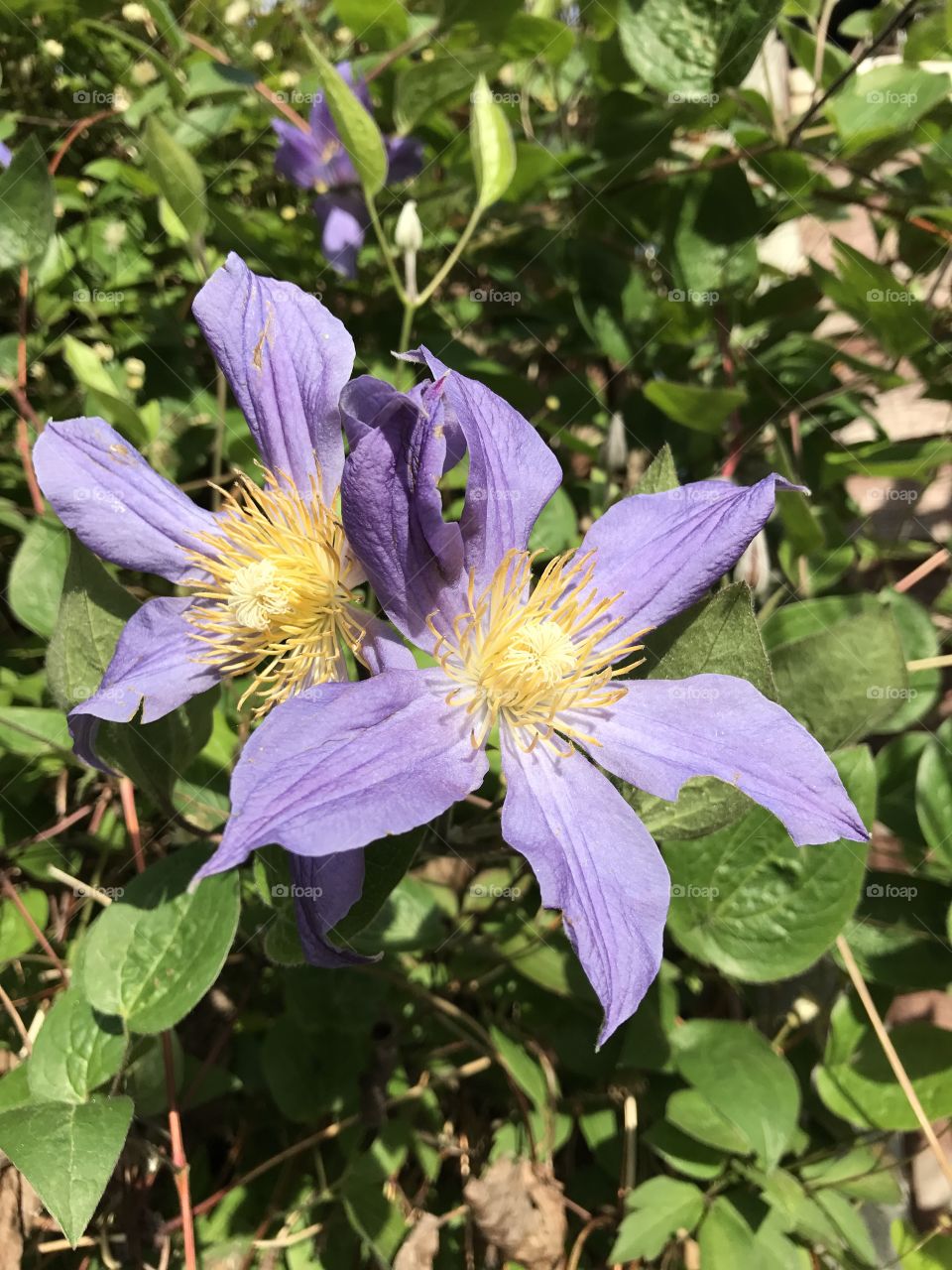 Purple flowers closeup