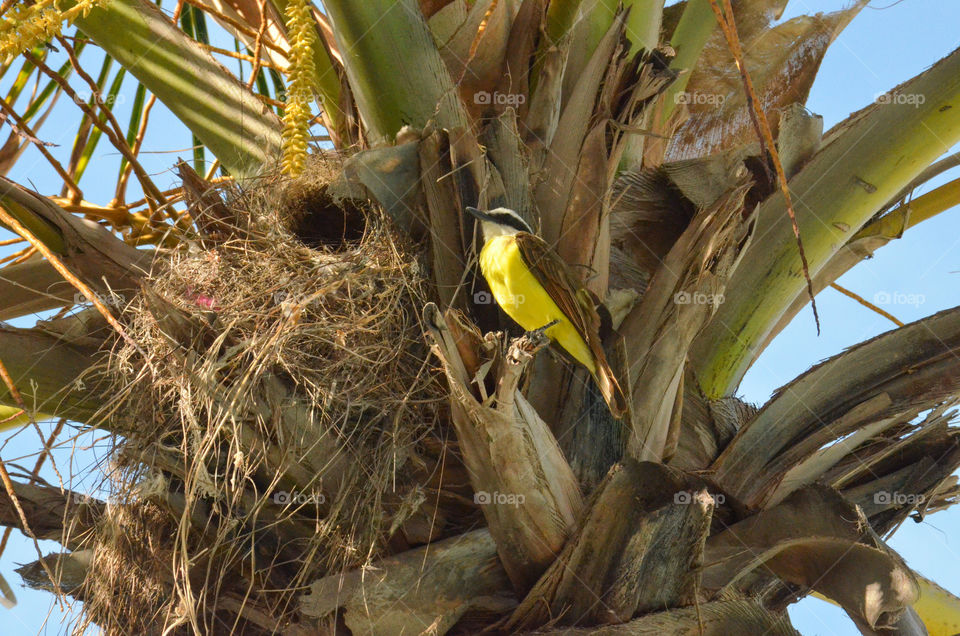 Yellow bird in palm tree 