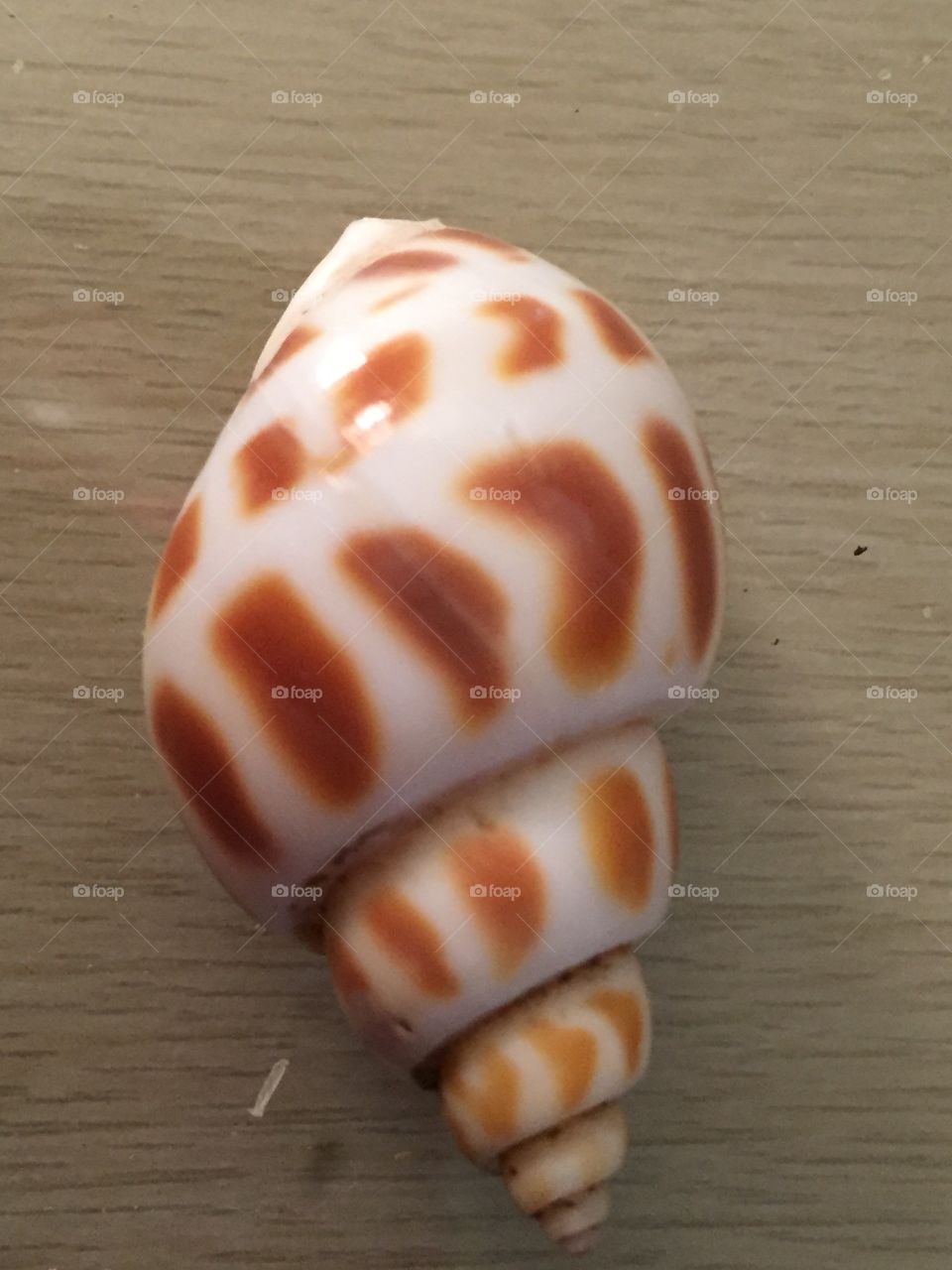 Brown and white seashell