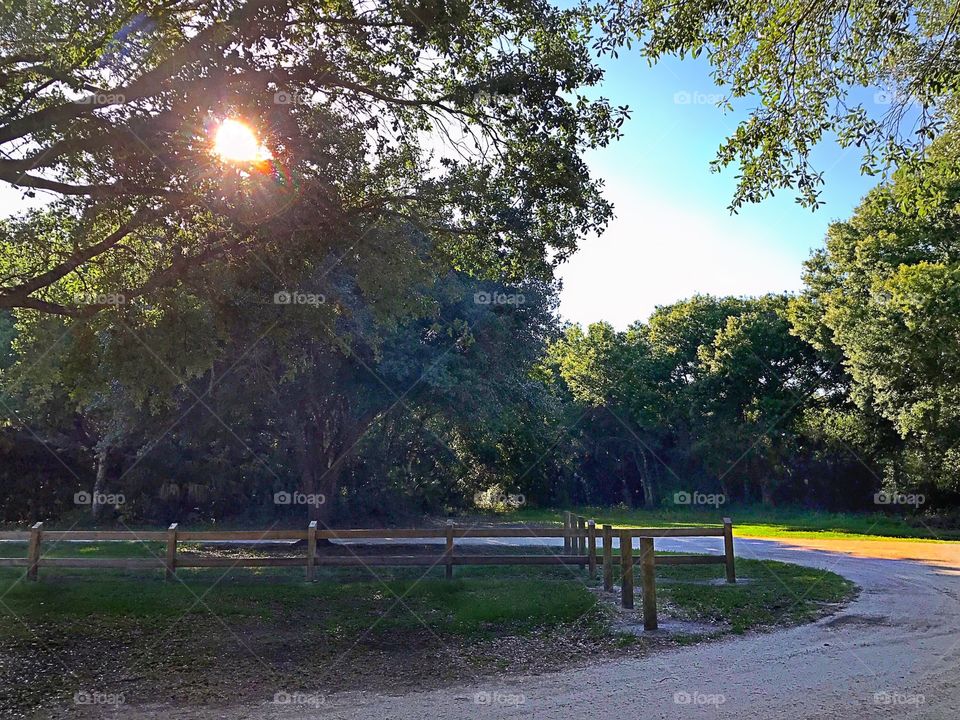 Bright sunlight through  trees on a country road.