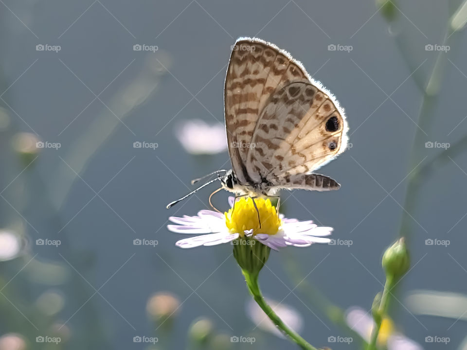 The extra small Cassie Blue Butterfly standing on a wildflower while illuminated by the beautiful morning light.