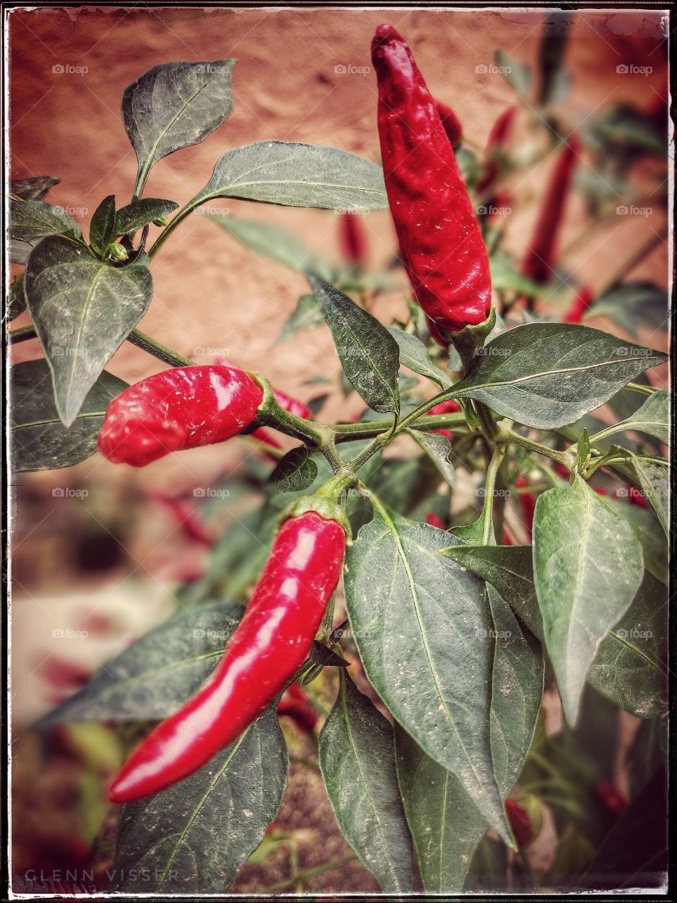 Chili plant