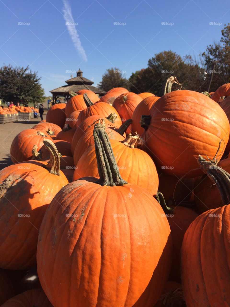 Pumpkins by the thousands. Blue skies at the pumpkin patch on a beautiful autumn day.