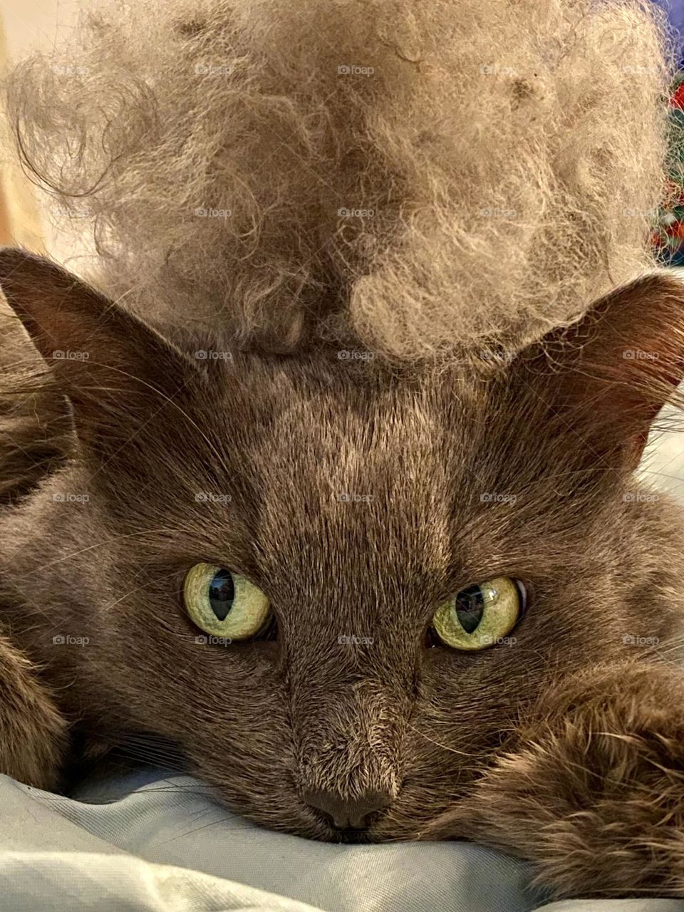 A grey cat wearing her fur as a hat