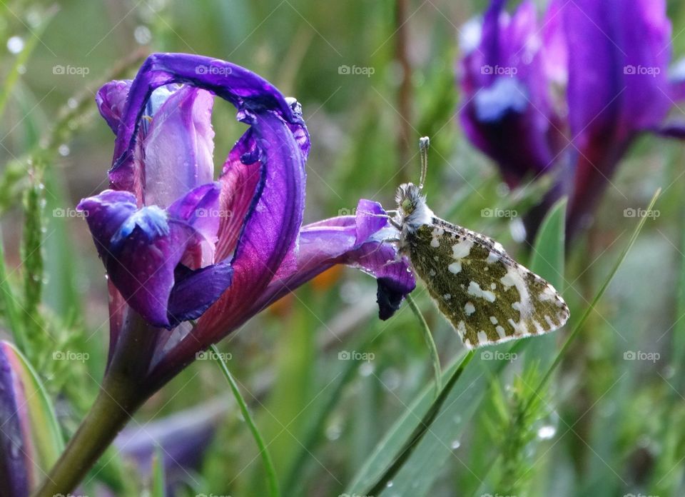 Spring flower and butterfly