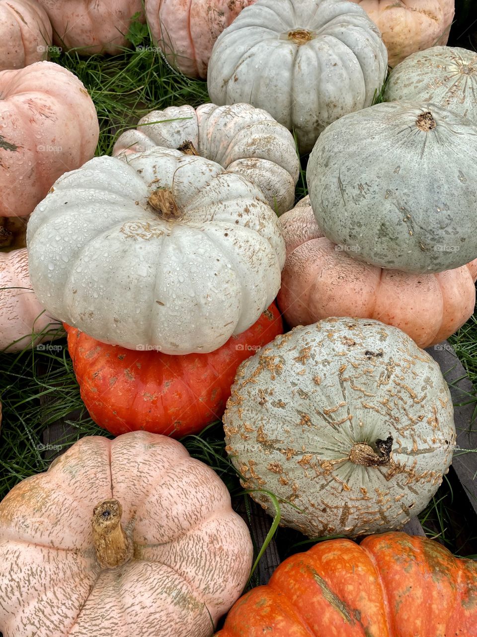 pumpkin patch in Stuart’s Draft, Virginia 