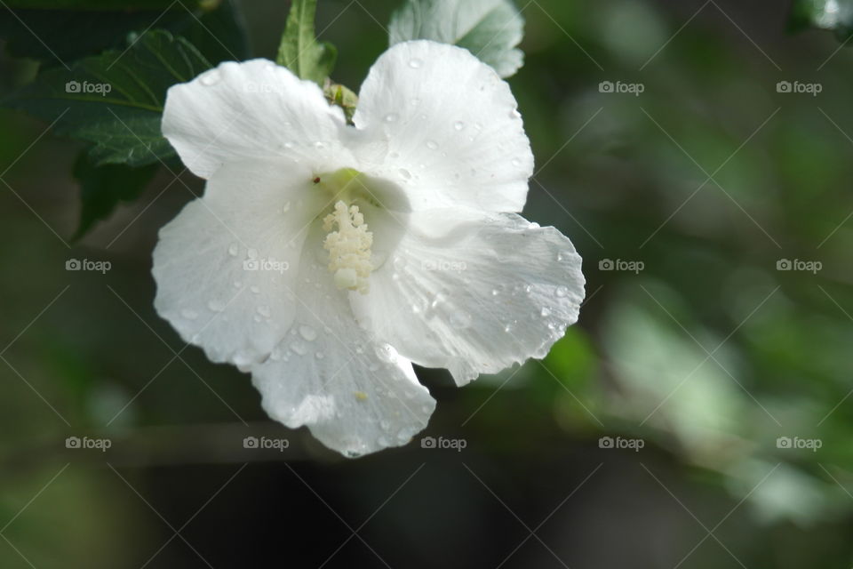 White flower with dewdrops