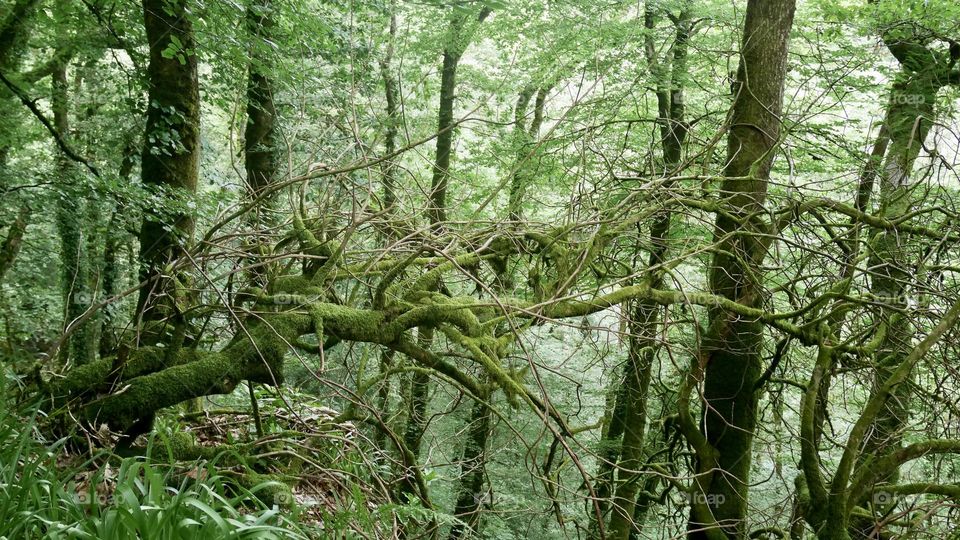 A branch of a tree cover with green moss in the green forest 