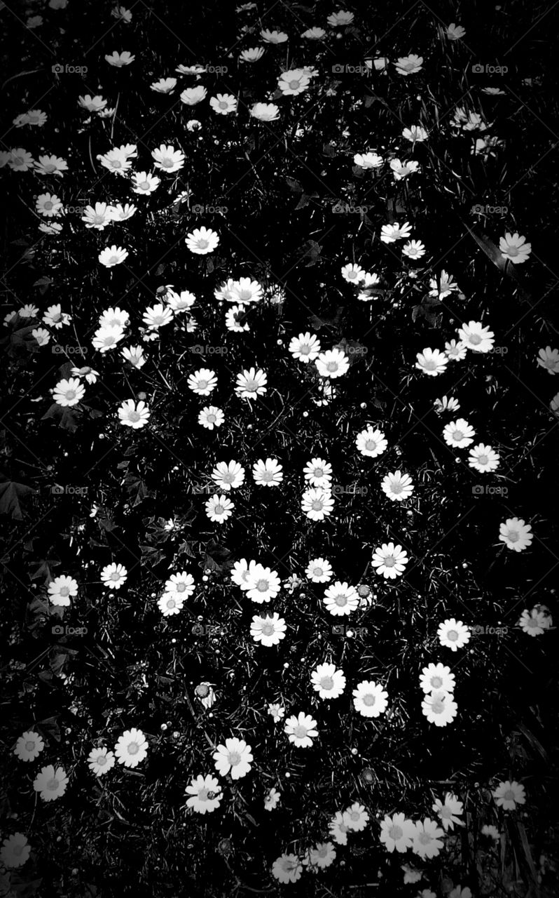 Abundance of white delicate flowers agains black nature backround