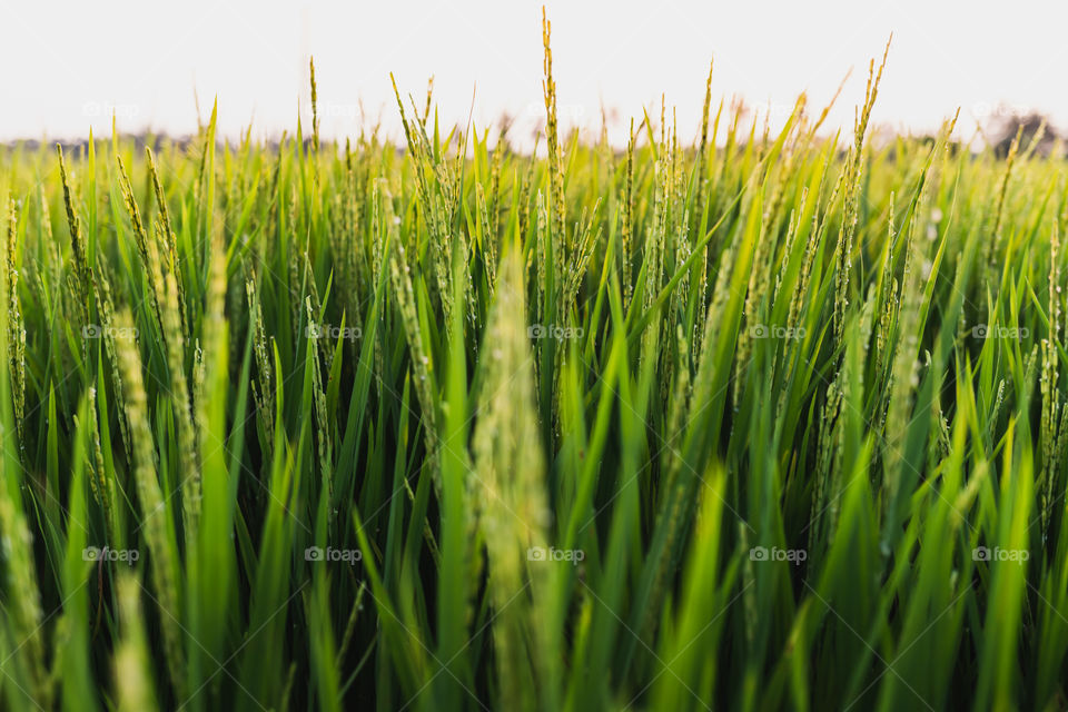Rice field side view