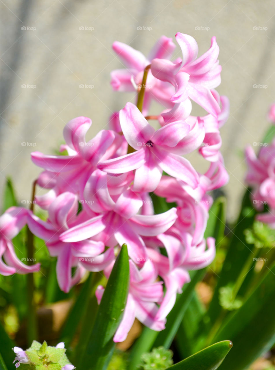 pink hyacinth