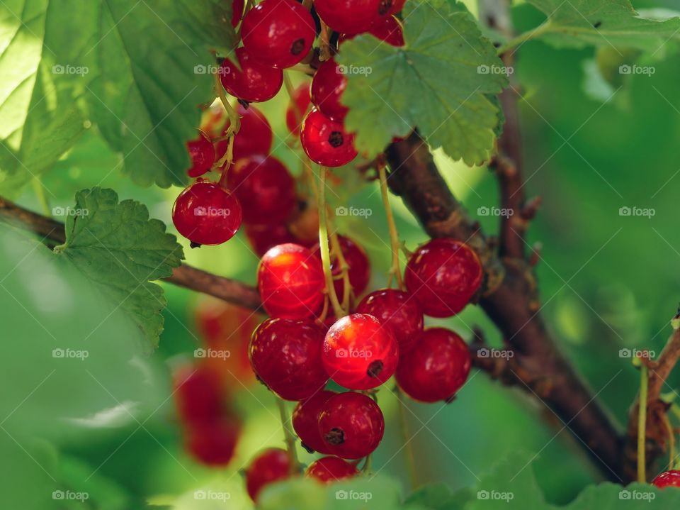 Red currants